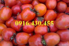 Cây giống hồng đỏ